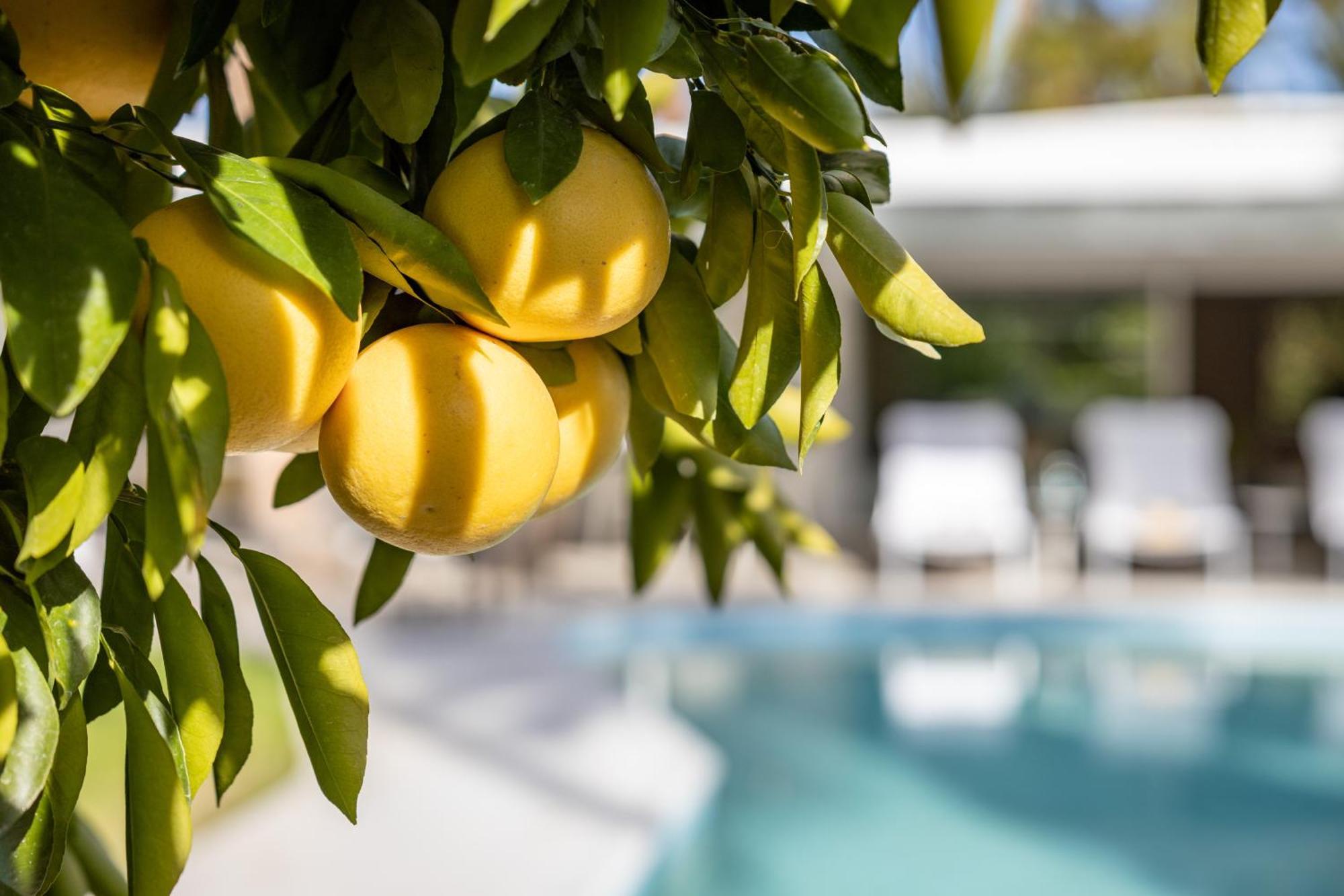 Casa Cactus By Acme House Company Villa Palm Springs Luaran gambar